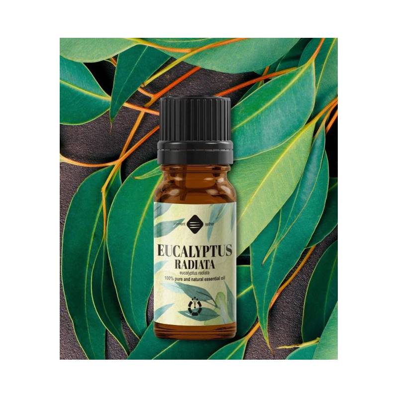 Ulei esential de Eucalipt Radiata 10ml - Mayam